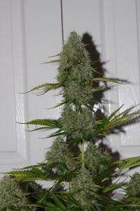 bcn critical autoflower