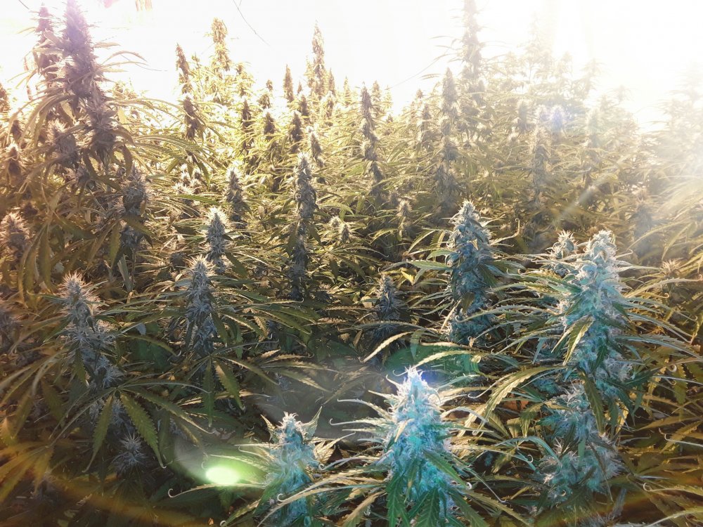 northern lights flowering time