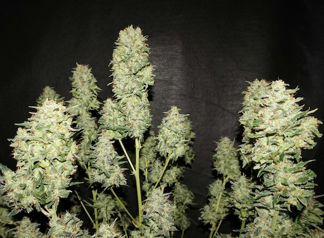 OG Kush Autoflower Buds. OG Kush Autoflower Buds.