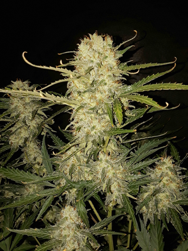 OG Kush Autoflower Buds. OG Kush Autoflower Buds.