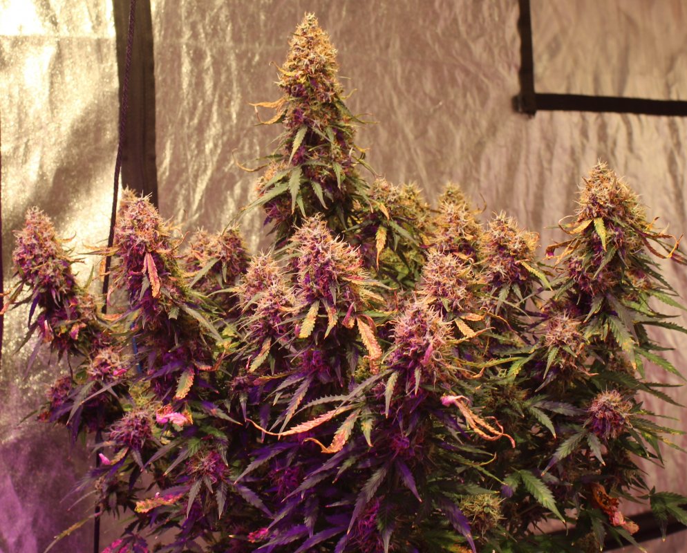 Seedstockers White Widow Autoflower with high THC