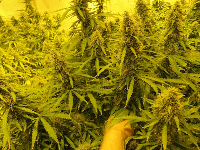 White Widow Auto White Widow Auto