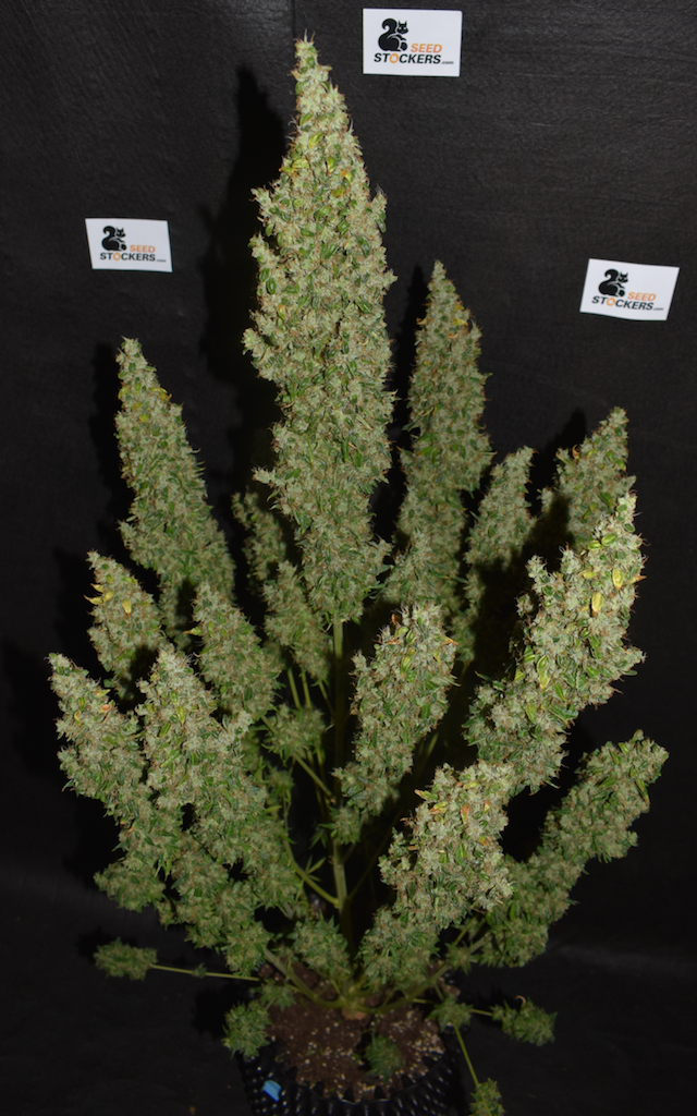 White Widow Auto White Widow Auto