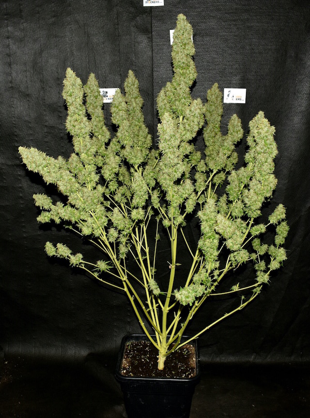 White Widow Auto White Widow Auto