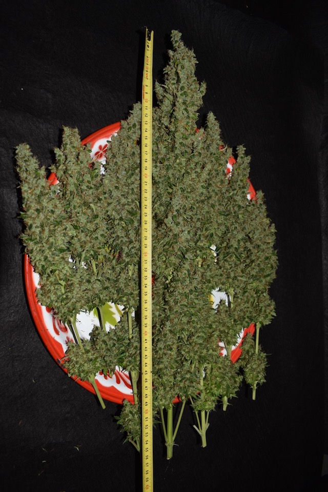 White Widow Autoflower White Widow Autoflower