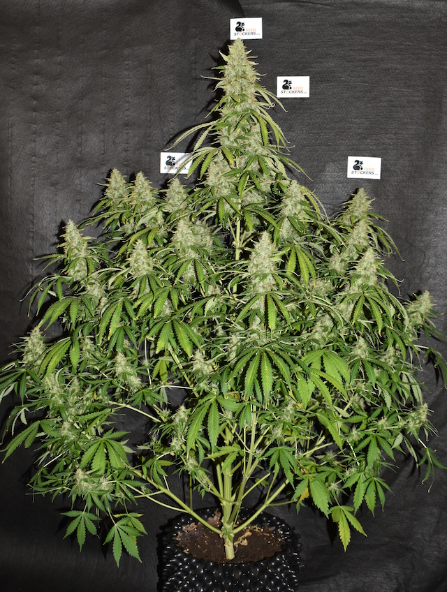 Northern Lights Autoflower Northern Lights Autoflower