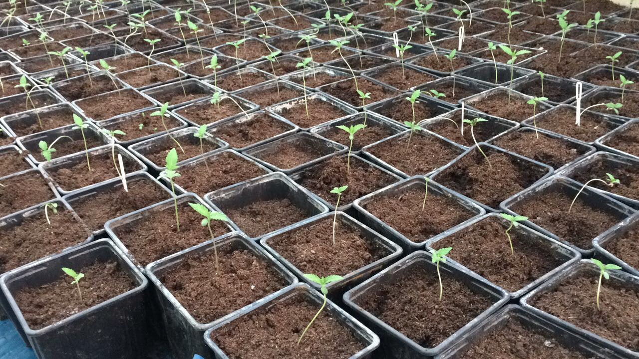 auto northern lights