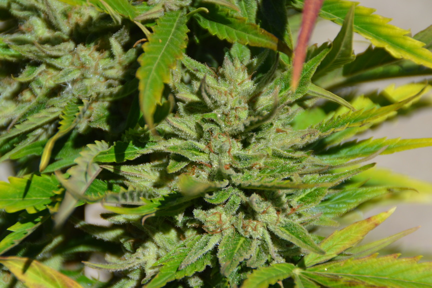 Og Kush Seedstockers