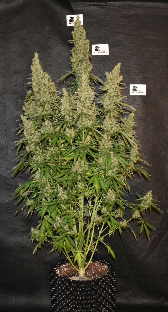 White Widow Auto White Widow Auto