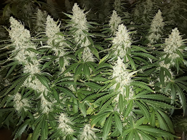 AK420 Autoflower AK420 Autoflower