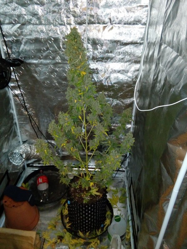AK420 Autoflower variety AK420 Autoflower variety