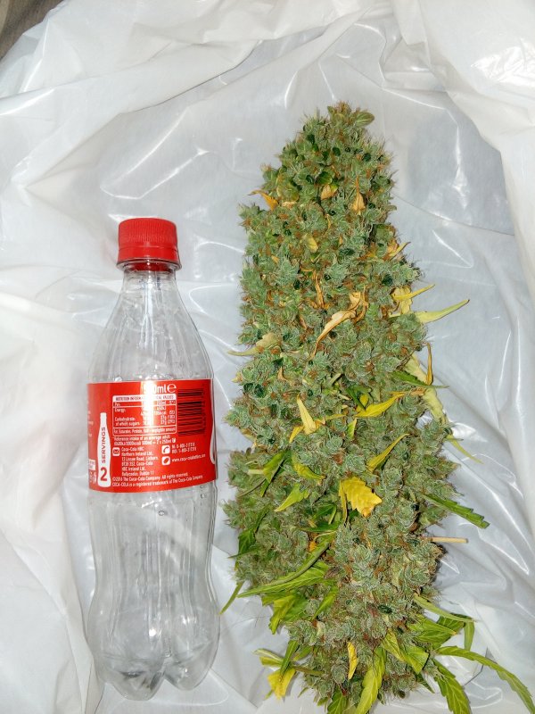 AK420 Autoflower Buds AK420 Autoflower Buds