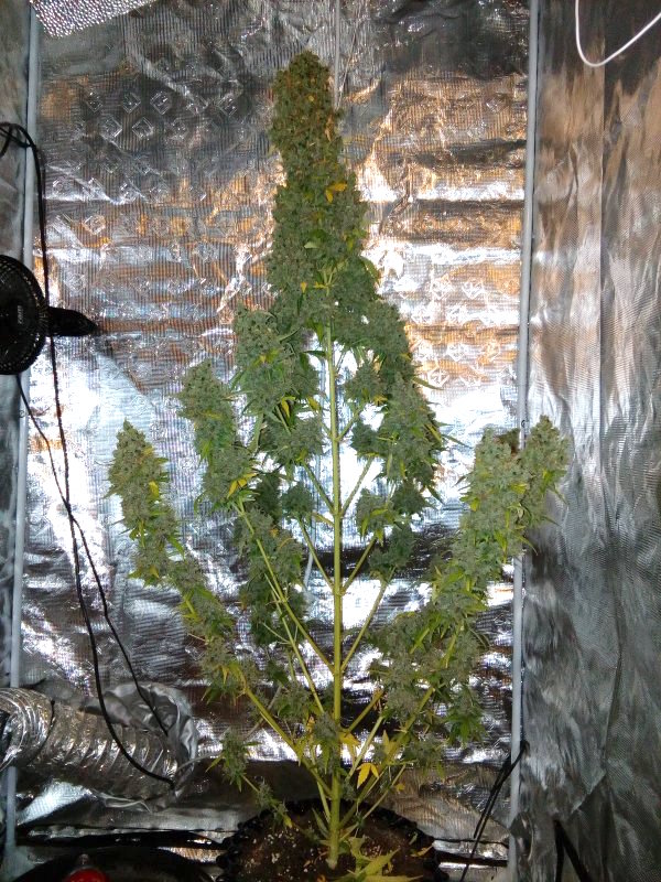 AK420 Autoflower AK420 Autoflower