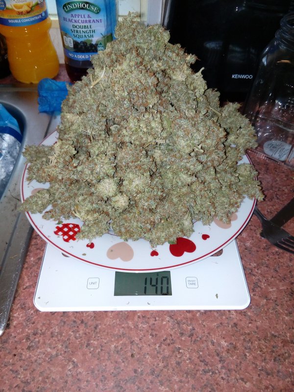 AK420 Autoflower Buds AK420 Autoflower Buds