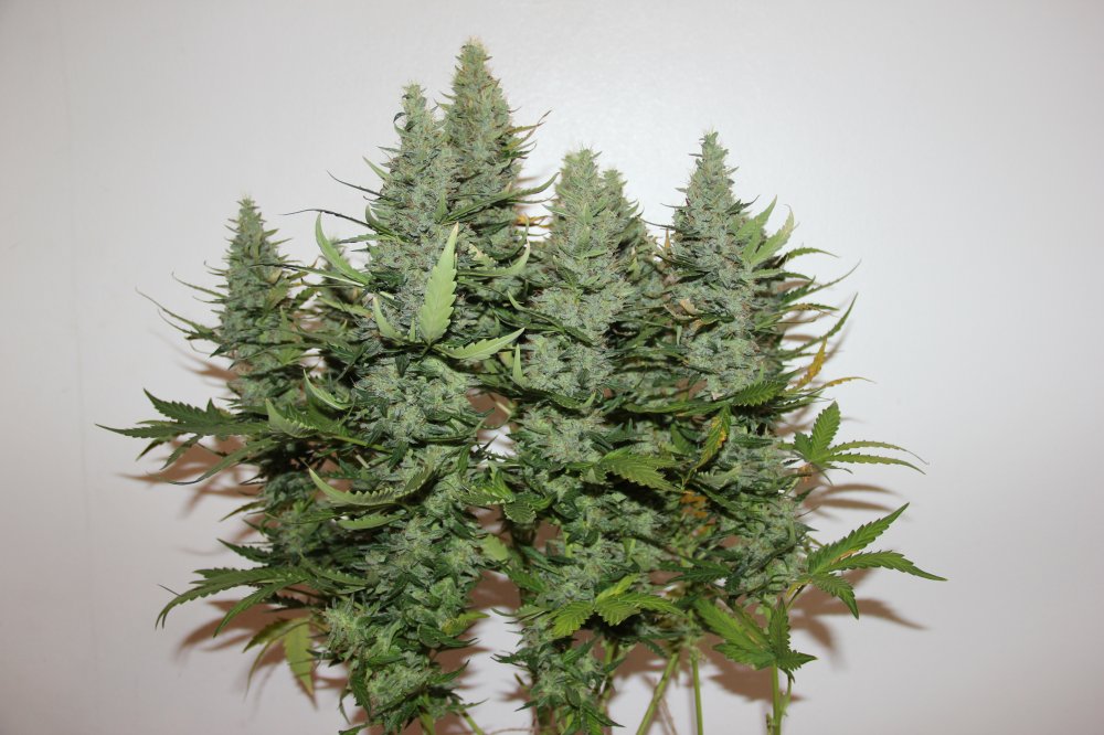 AK420 Seedstockers