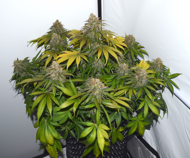Blackberry Gum auto bloom Blackberry Gum auto bloom