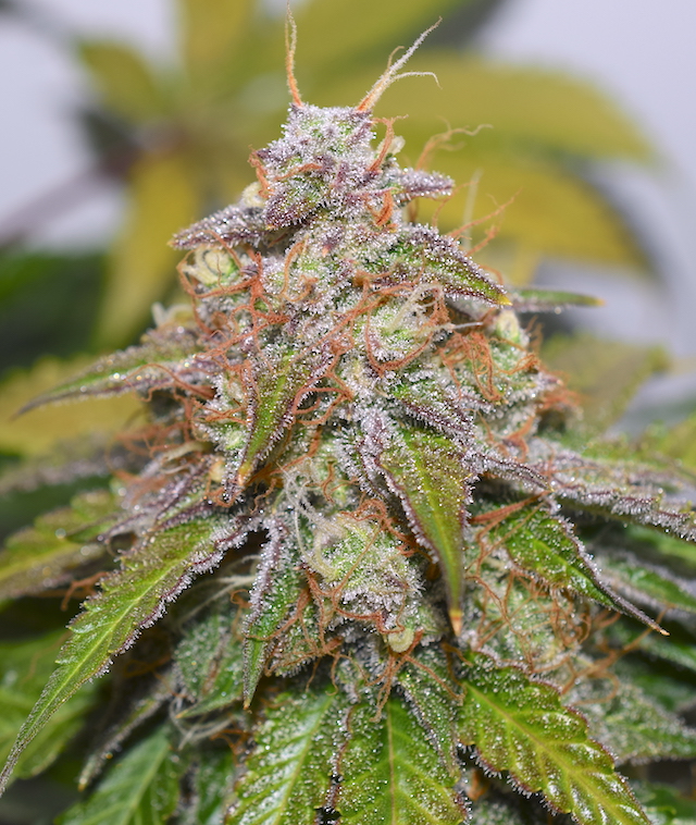 Seedstockers AK420 Autoflower