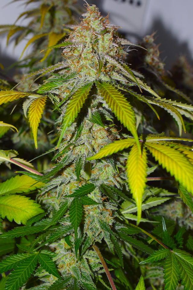 Blackberry Gum Autoflower Blackberry Gum Autoflower