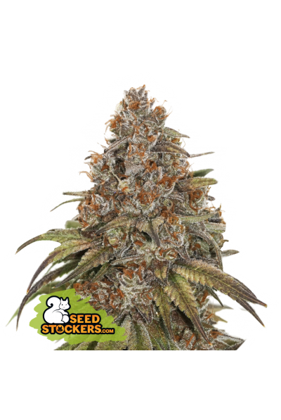 blackberry-gum-autoflower