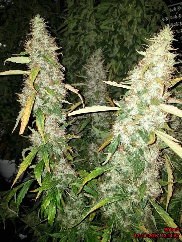  BCN Critical XXL Autoflower