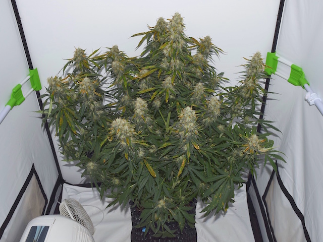 Northern Lights Autoflower