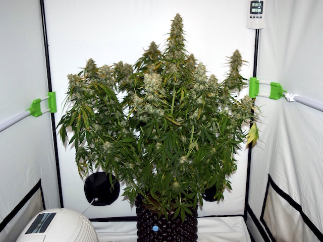 Northern Lights Autoflower