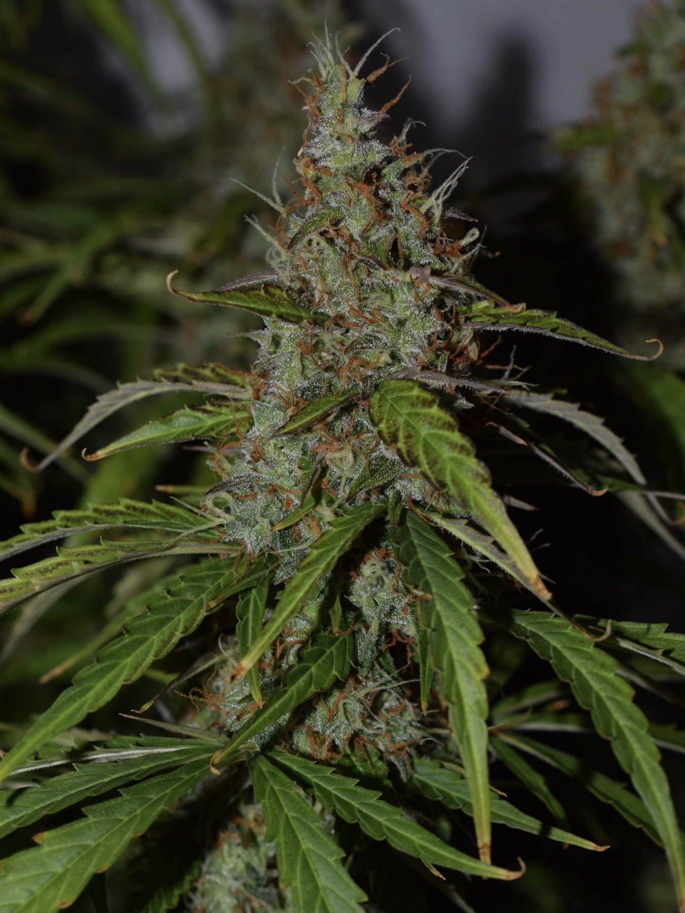 Big Bud Autoflower feminized seeds Big Bud Autoflower feminized seeds