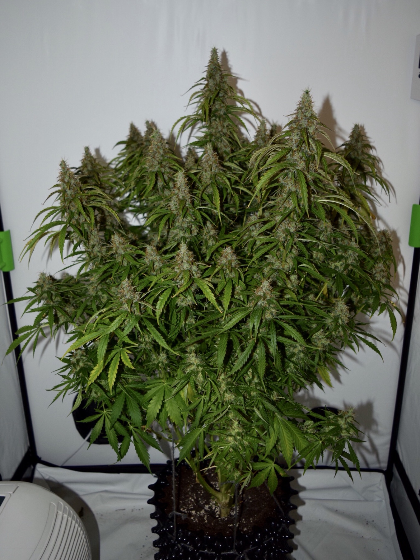 Big Bud Autoflower Plant Big Bud Autoflower Plant