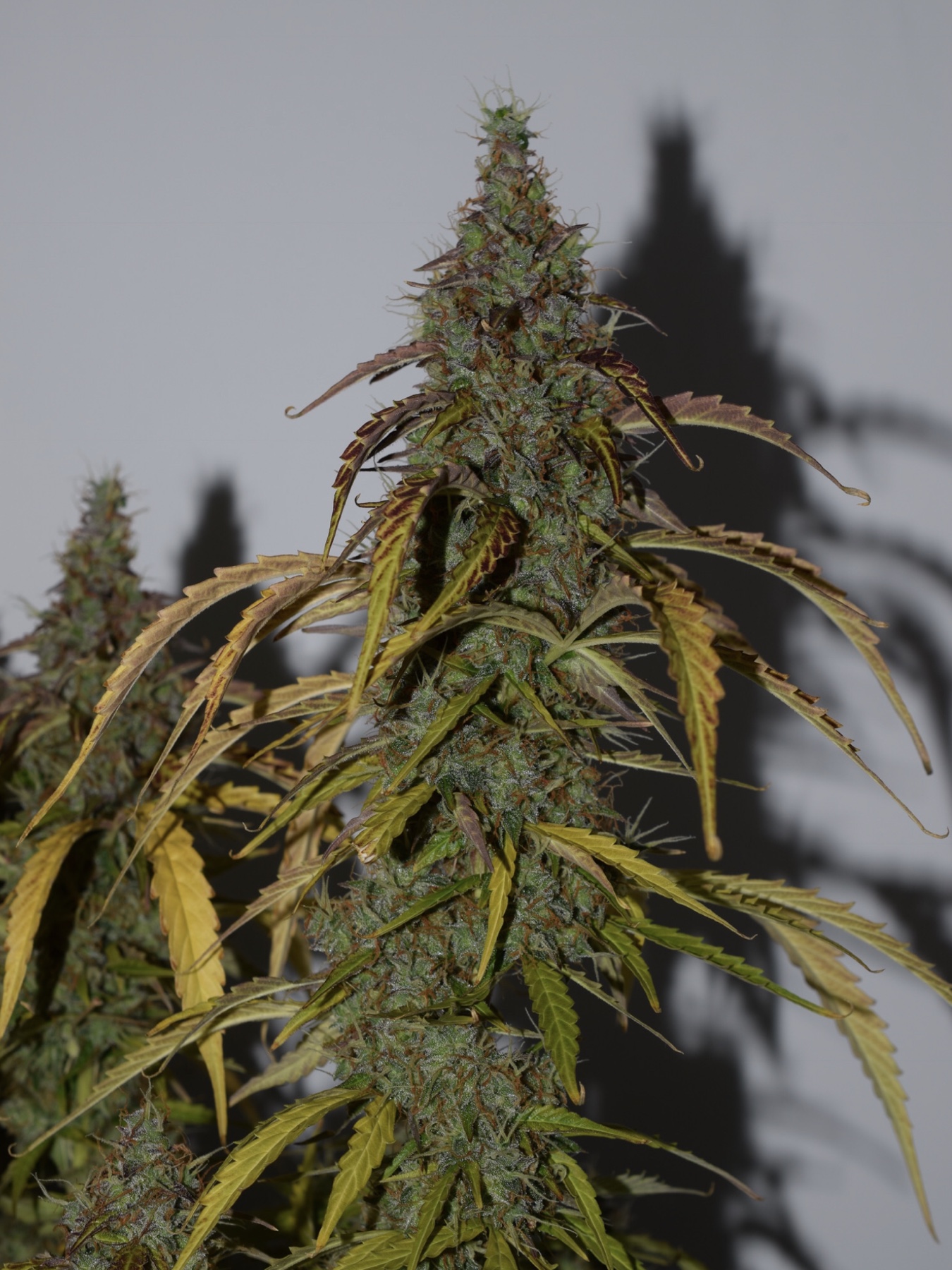 Big Bud Autoflower Buds Big Bud Autoflower Buds