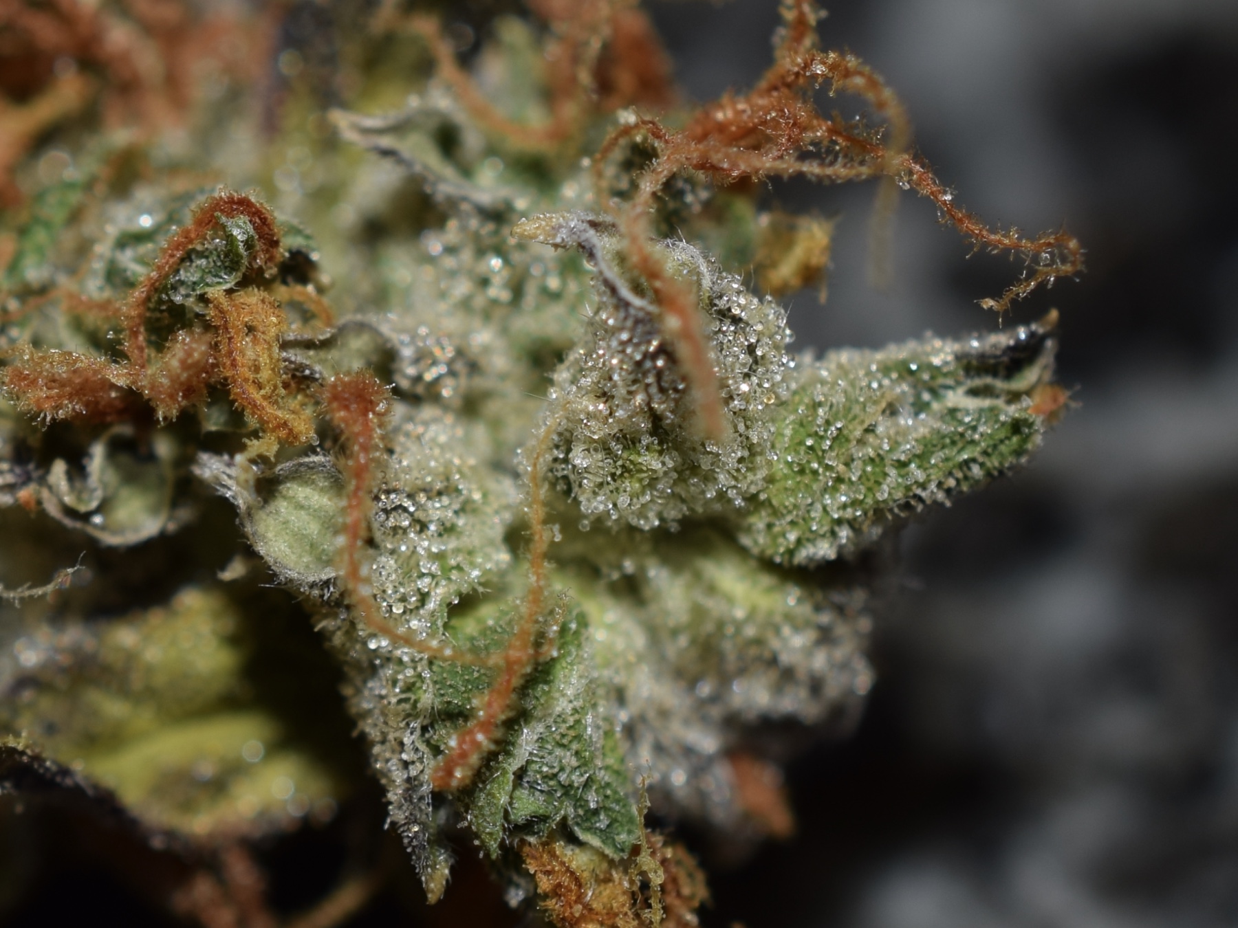 Big Bud Autoflower Buds Big Bud Autoflower Buds