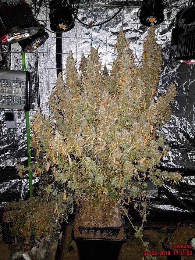 AK420 Autoflower AK420 Autoflower