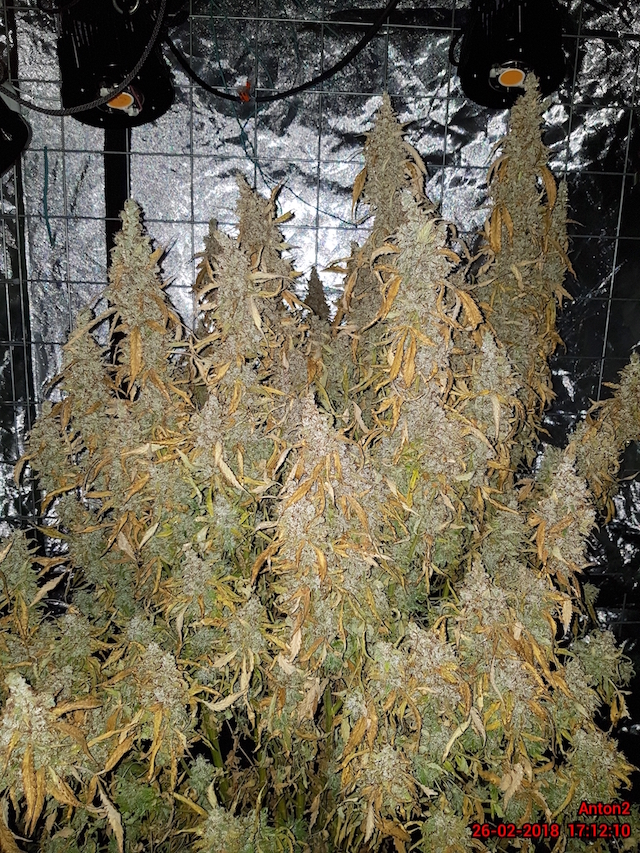 AK420 Autoflower seeds AK420 Autoflower seeds