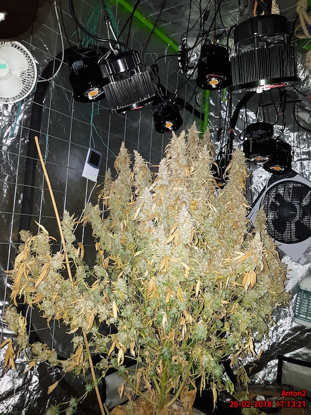 AK20 Autoflower grown AK20 Autoflower grown