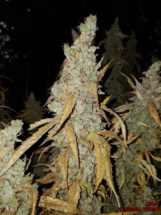AK420 Autoflower Buds AK420 Autoflower Buds