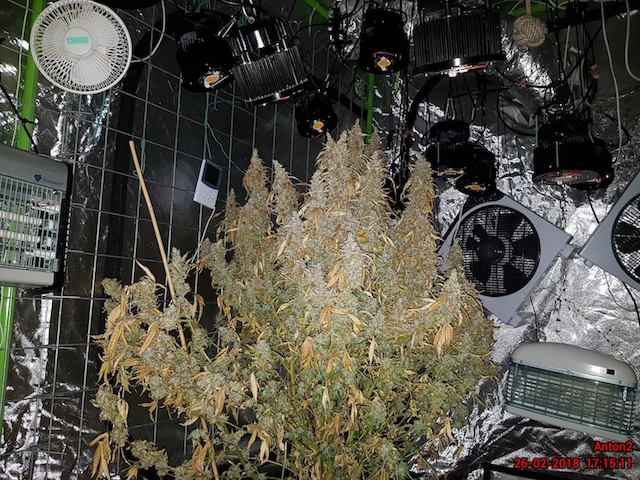 AK420 Autoflower AK420 Autoflower