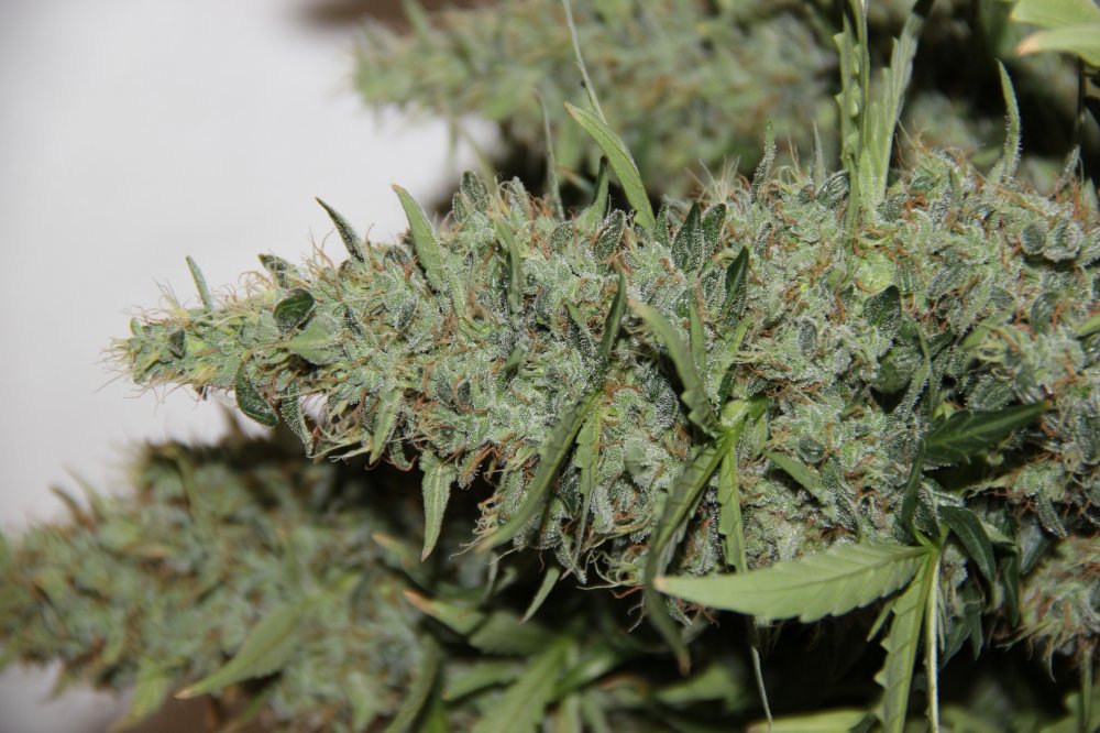 AK420 Seedstockers