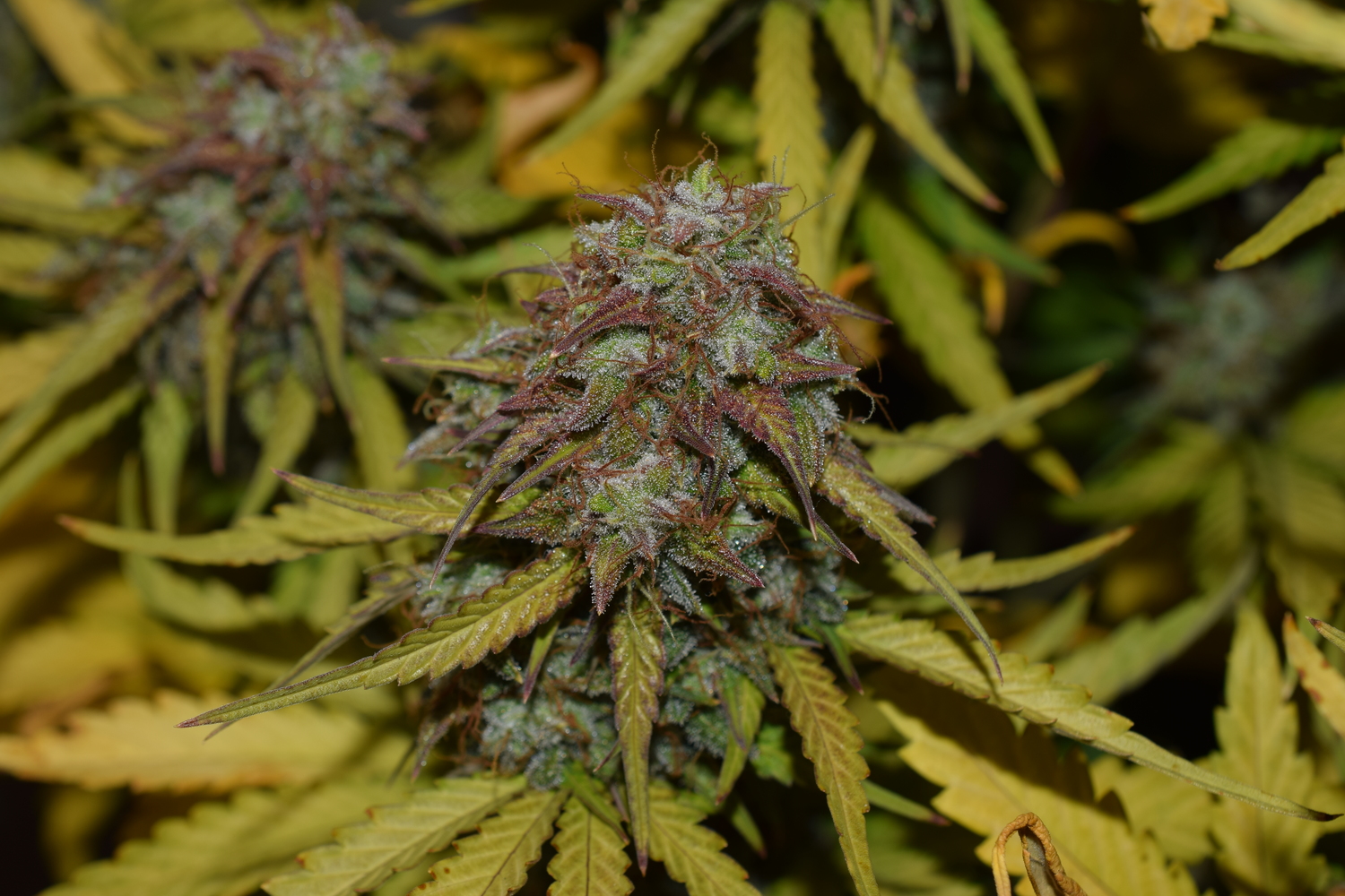 BCN PowerPlant Auto Seedstockers