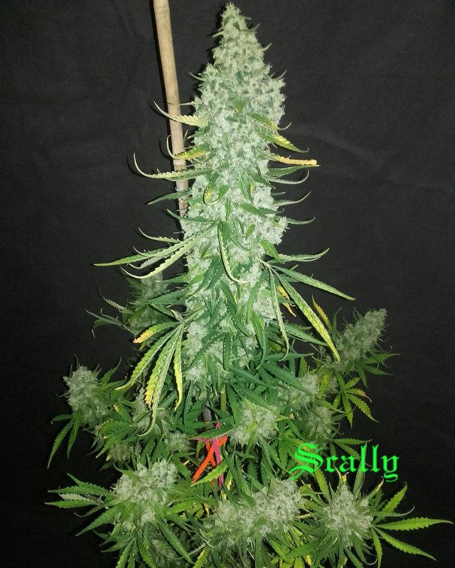 Planta OG Candy Dawg Kush Planta OG Candy Dawg Kush