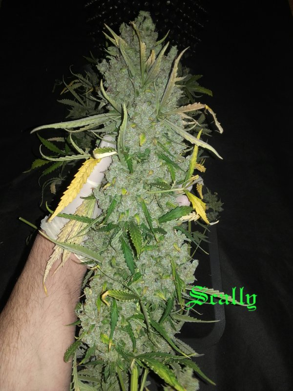 OG Candy Dawg Kush Autoflower