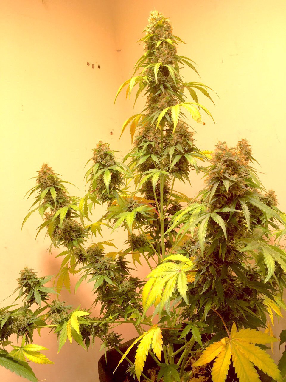 AK420 Autoflower seeds grown indoors