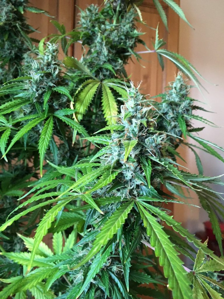 cogollos-AK420-autofloreciente