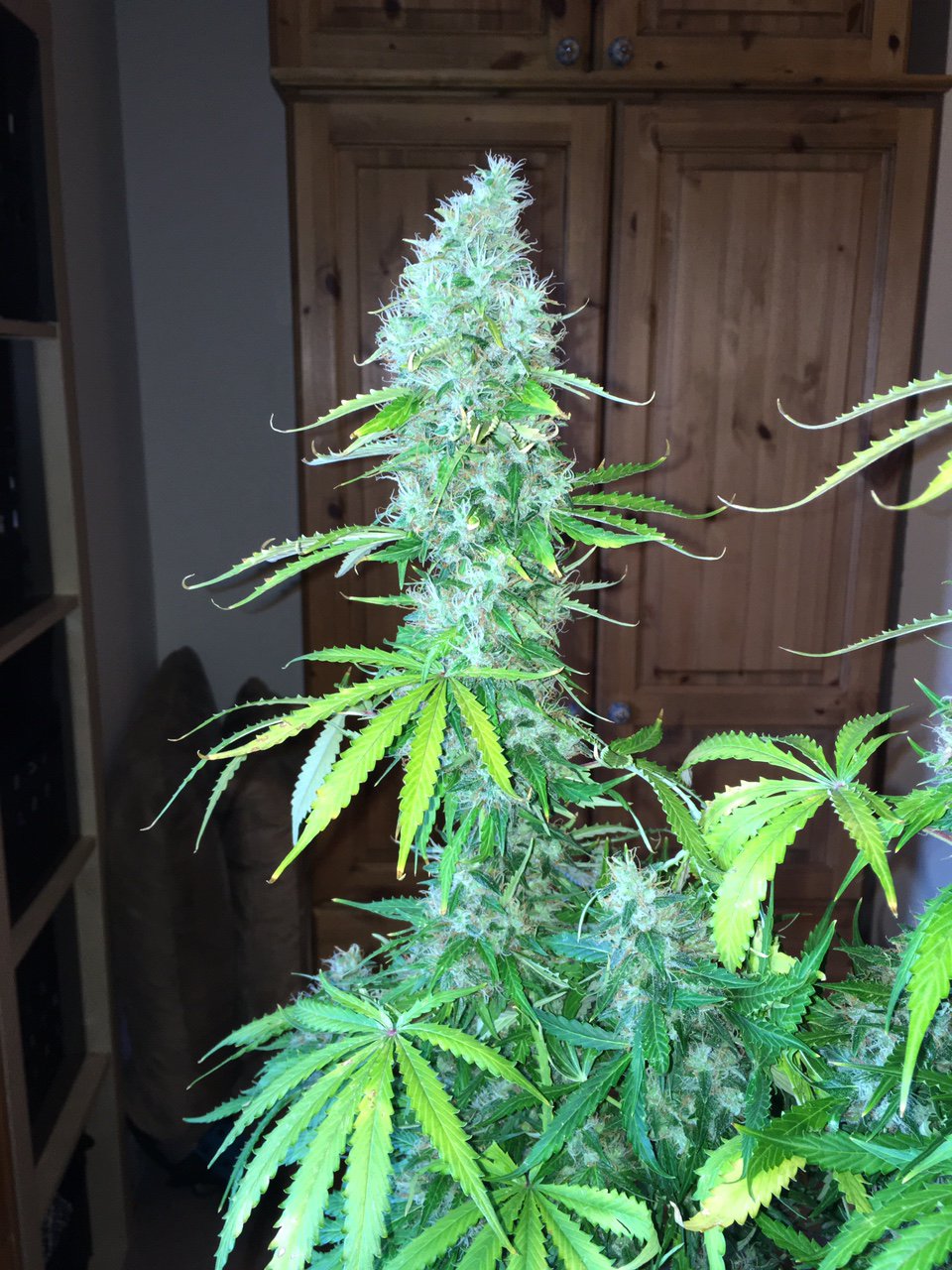 AK420 Autoflower grown indoors