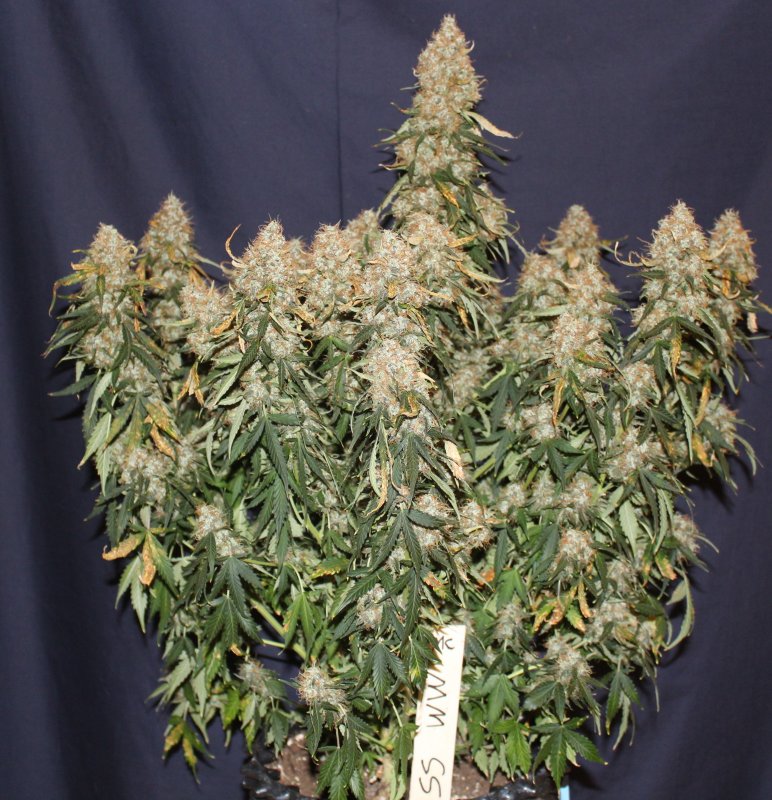 White Widow Autoflower White Widow Autoflower