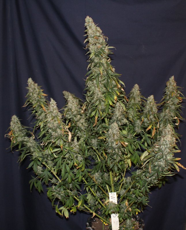 White Widow Autoflower White Widow Autoflower