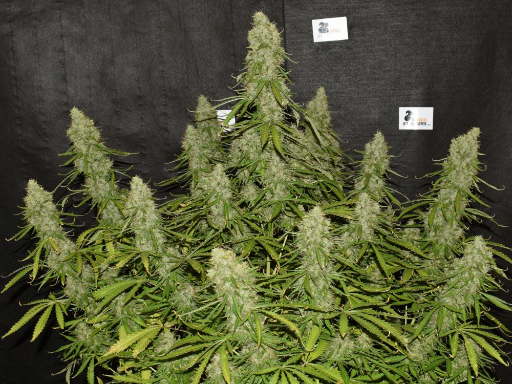 White widow Seedstockers