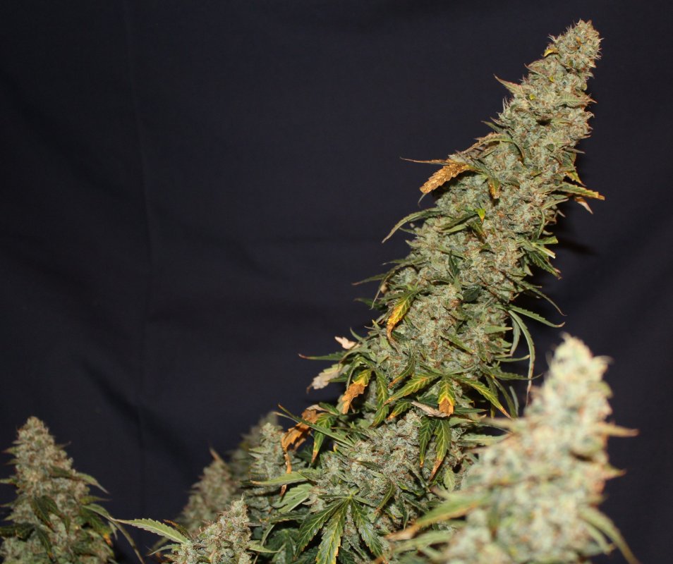 White Widow Autoflower Buds White Widow Autoflower Buds