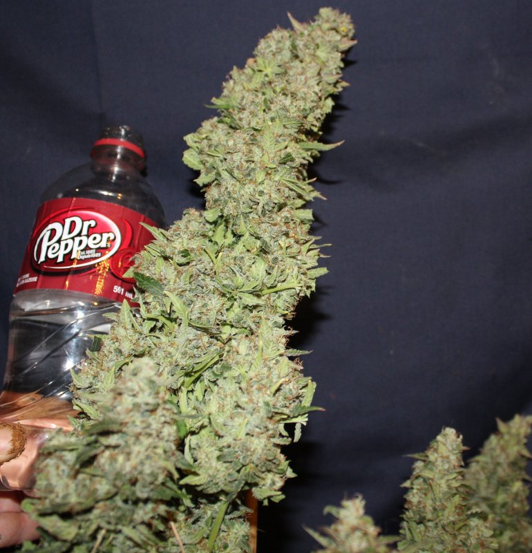 cannabis-buds