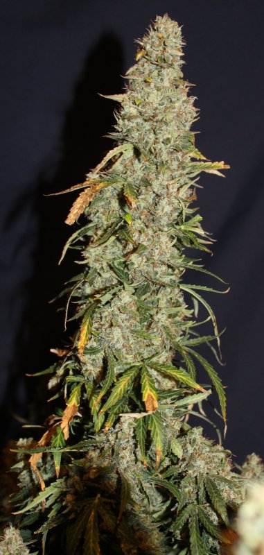 White Widow Autoflower Buds White Widow Autoflower Buds