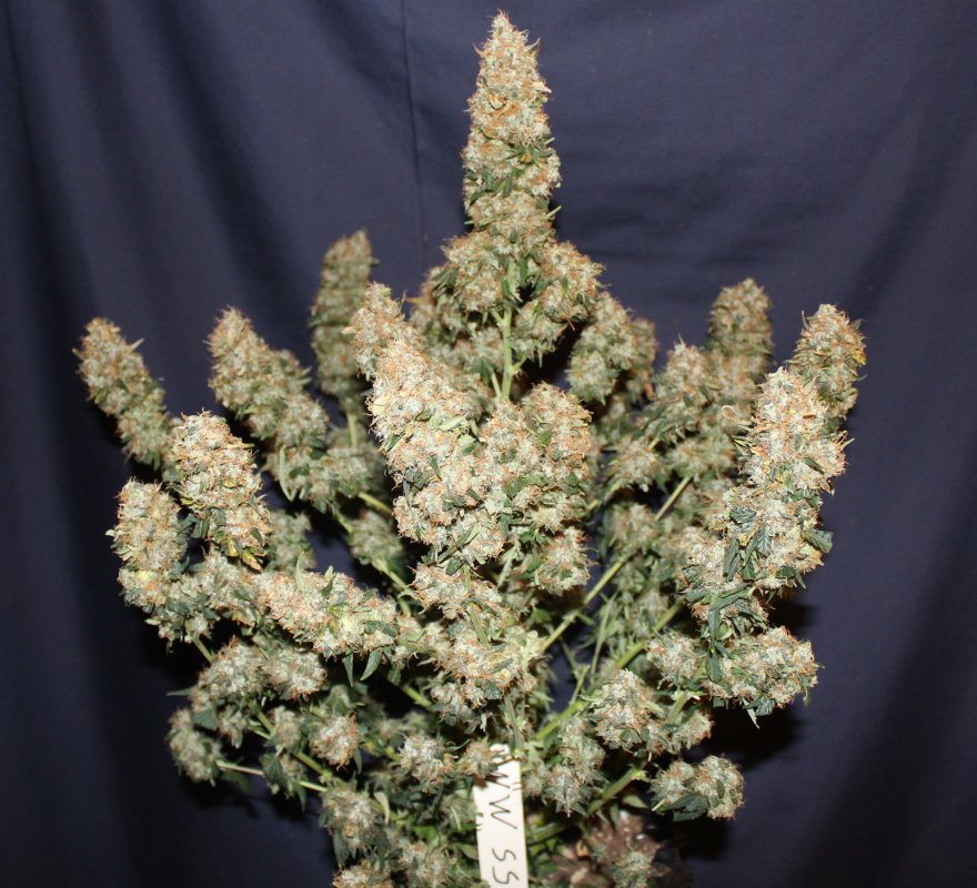 White Widow Autoflower Buds. White Widow Autoflower Buds.