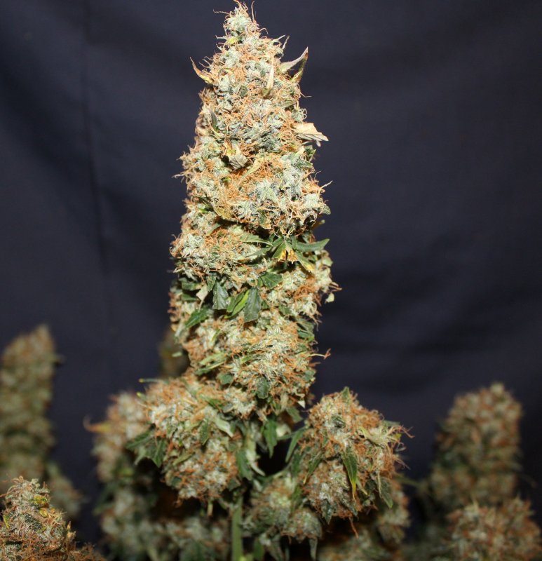 White Widow Autoflower White Widow Autoflower